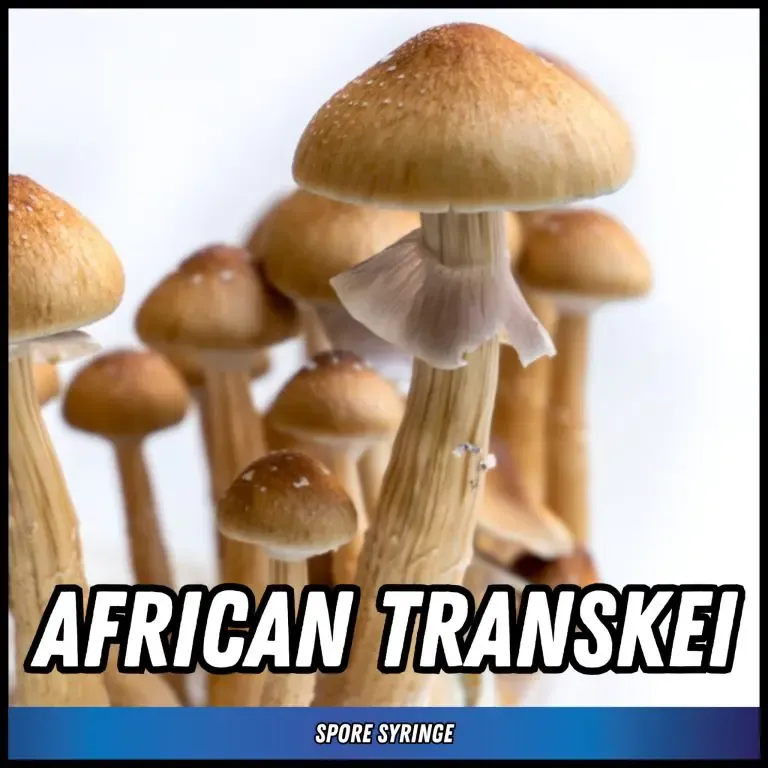 African Transkei