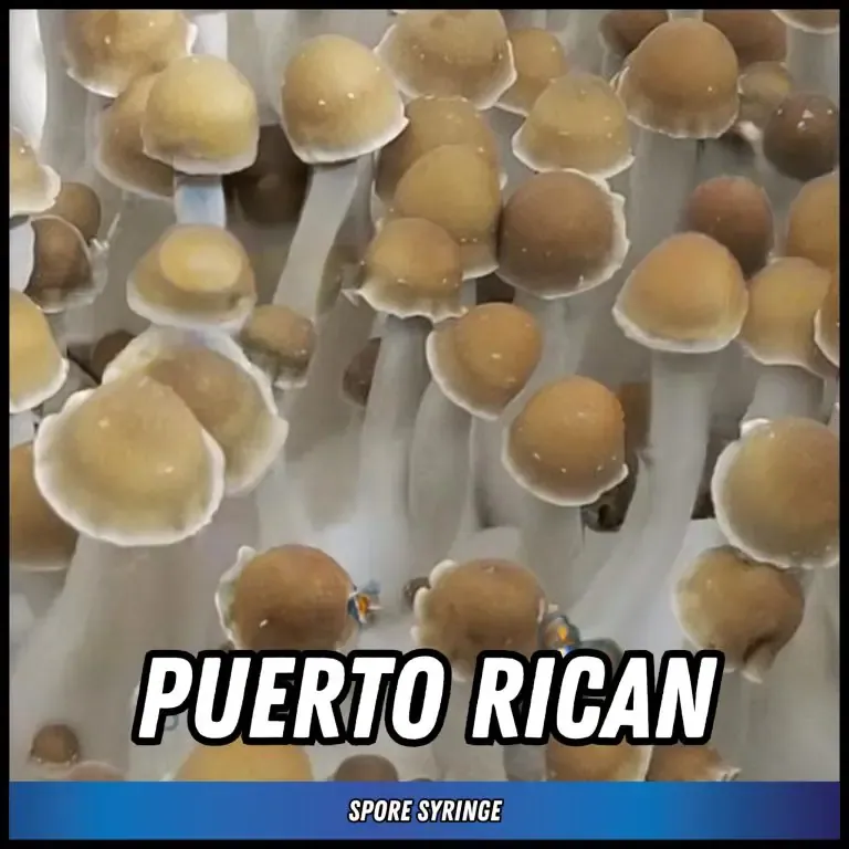 Puerto Rican