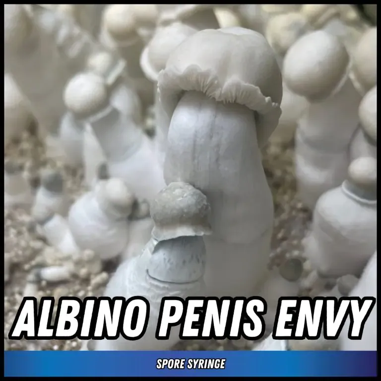 Albino Penis Envy (APE)