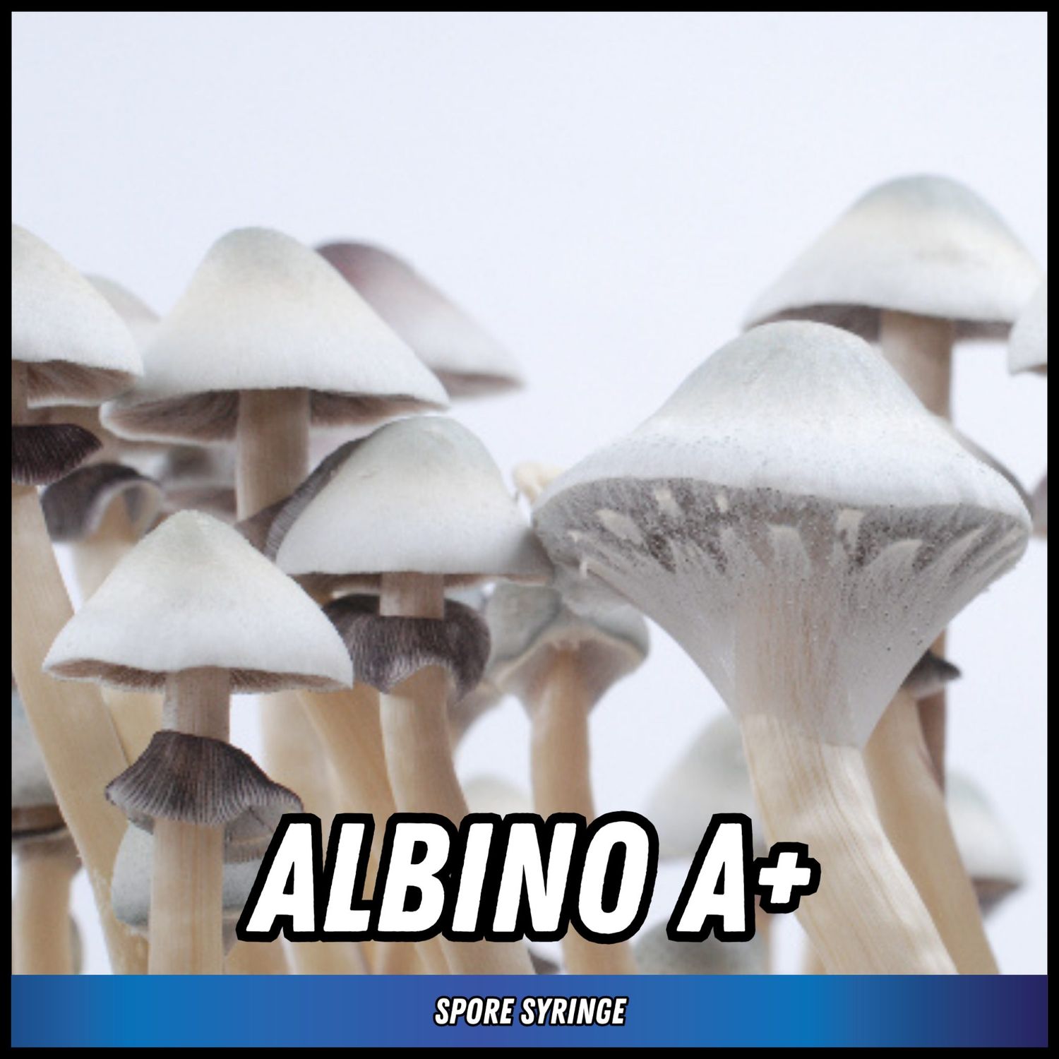 Albino A +