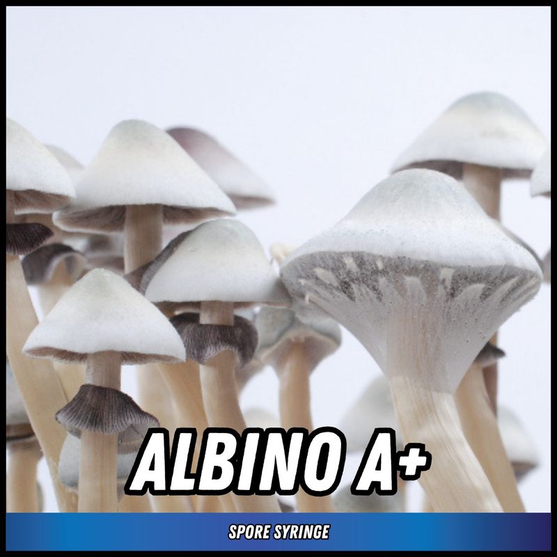 Albino A +