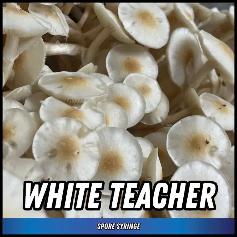White Teacher
