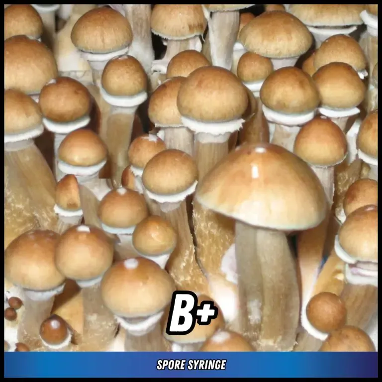 B+