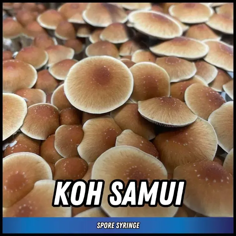 Koh Samui Super Strain