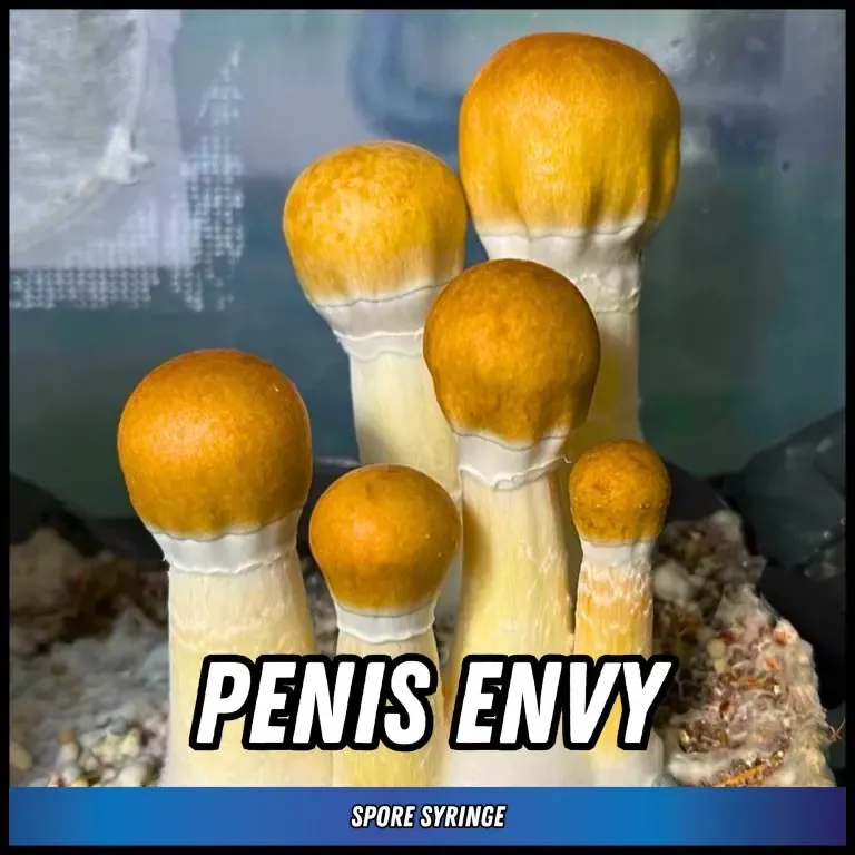 Penis Envy