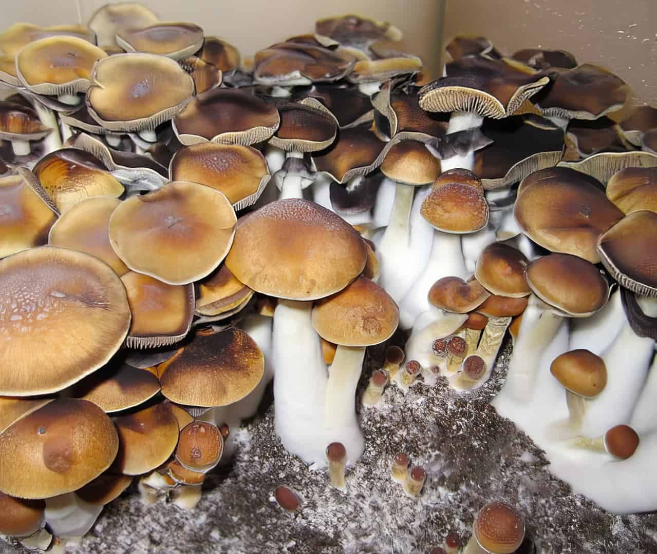 Koh Samui Super Strain