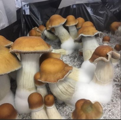 Moby dick mushroom spore