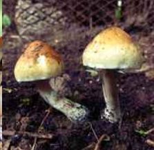 Taman Negara mushrom spores