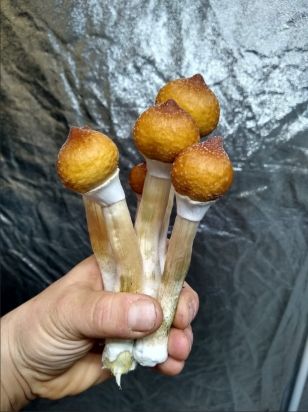 Orissa India strain mushroom spore