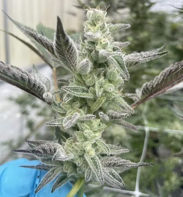 Ocean Stout Cherries 3 seeds
