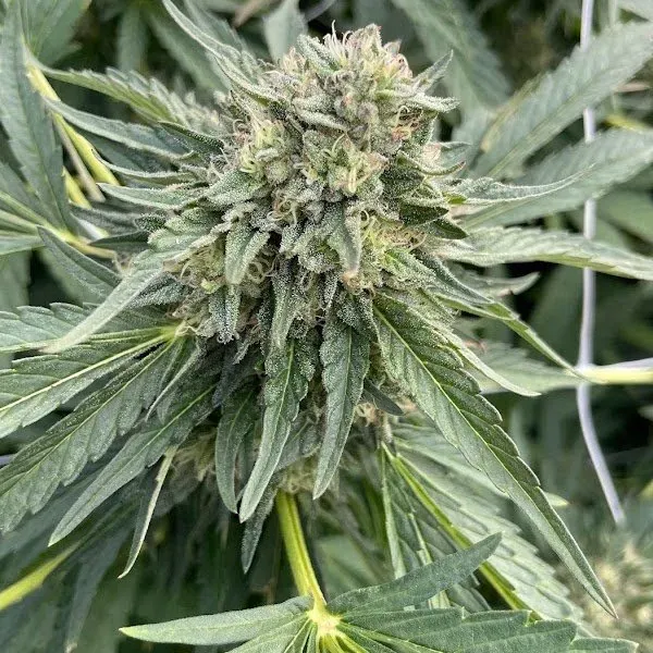 Rainbow Runtz 3 seeds