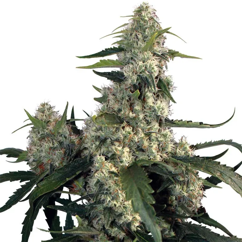 Quasar 3 seeds