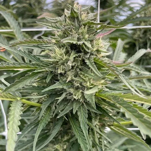 Londen Cake Runtz 3 seeds