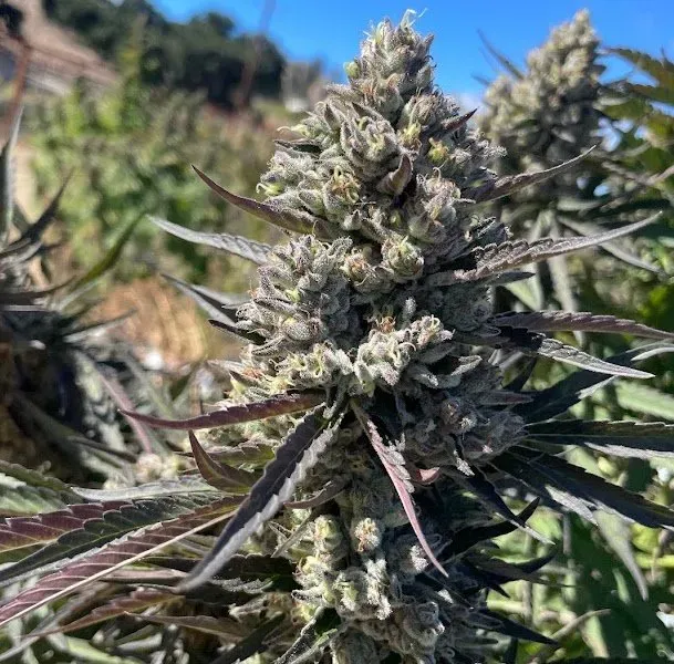 Lemon Purple Punch 3 seeds