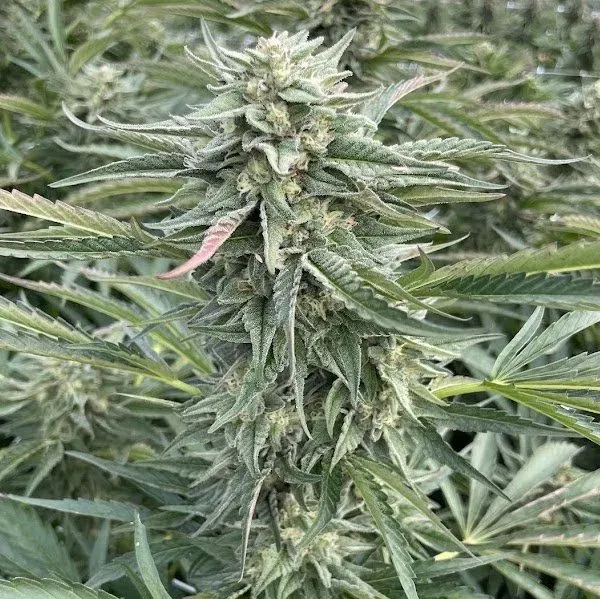 Lemon Cherry Gelato 41 3 seeds