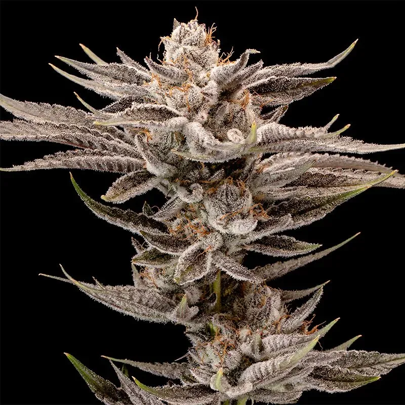 Kifflez 7 seeds