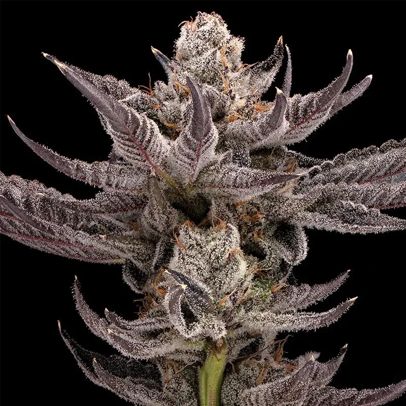 Capricot 7 seeds