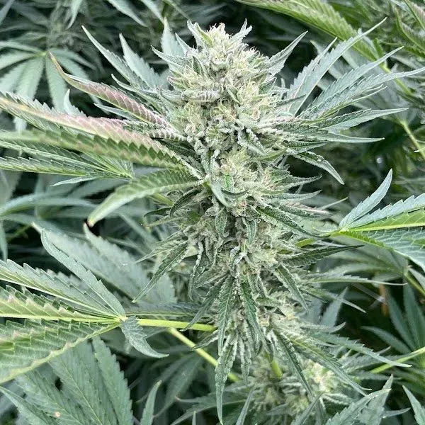 Holy Grail Gelato OG 3 seeds