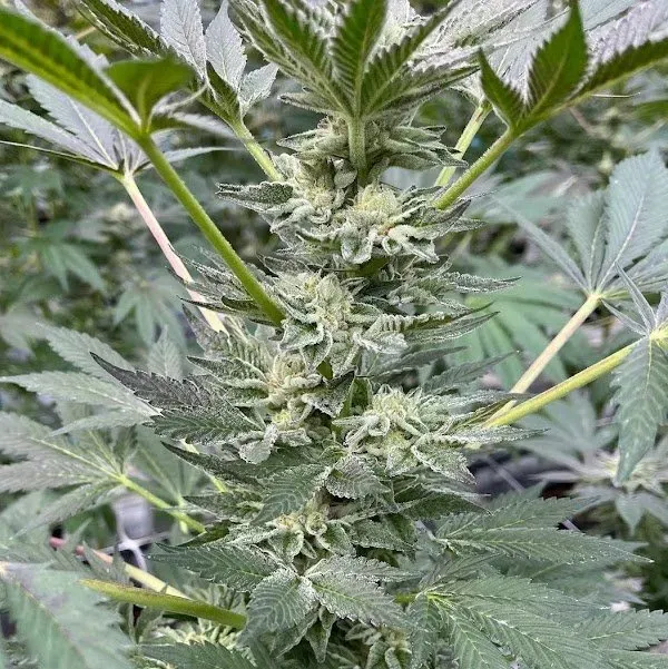 Cookies n frost 3 seeds