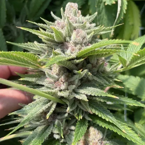 Durban Trop Cherries 3 seeds