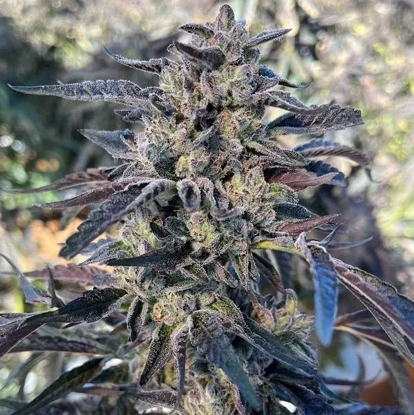 cheetah cherry gelato 3 seeds