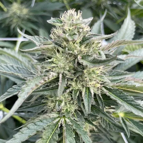 Cereal Milk Gelato 3 seeds