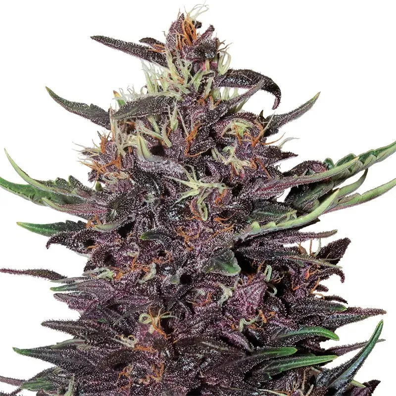 Auto Purple Kush 3 seeds