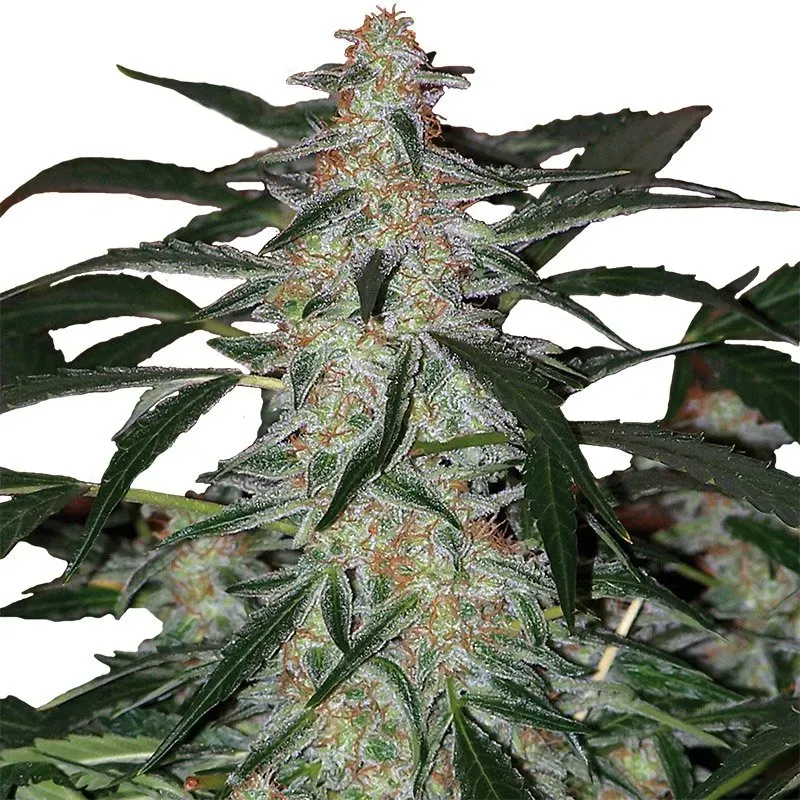 Auto Deimos 3 seeds