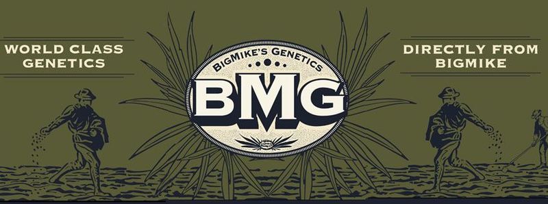 big mike genetics