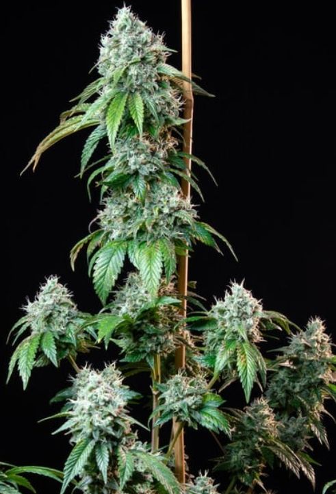 hulkberry feminized