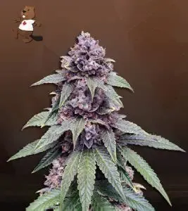 Triple Diesel Autoflower 5 seeds