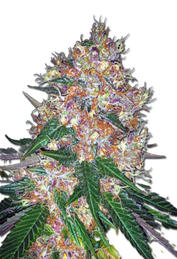 Pink Runtz Autoflower 5 seeds