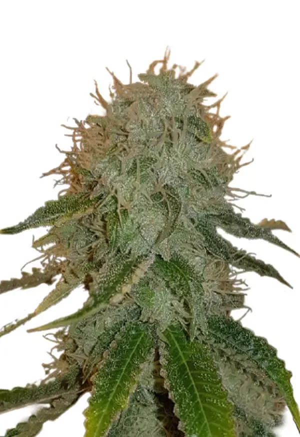Ghost OG Autoflower 5 seeds