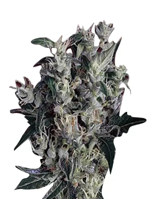Blueberry Yum Yum Autoflower 5 seeds