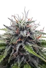 Poison Berry Autoflower 5 seeds