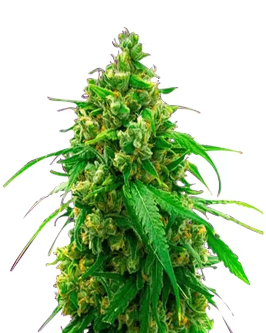 Diesel Autoflower 5 seeds