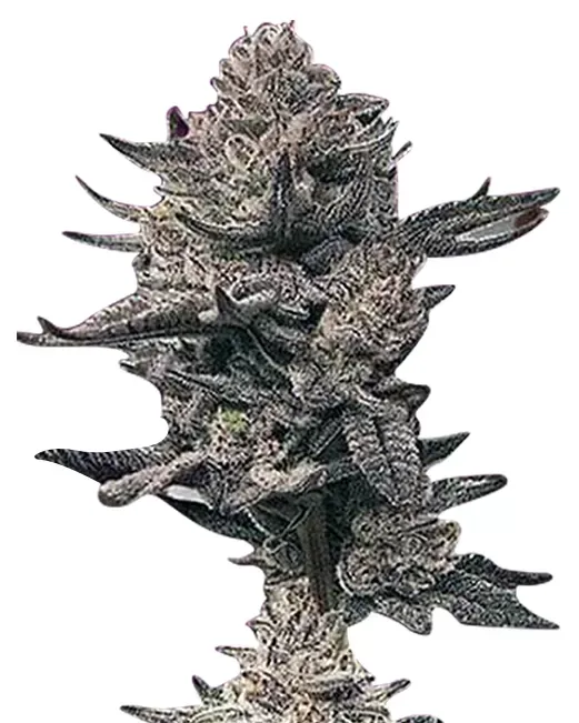 Butter OG Autoflower 5 seeds