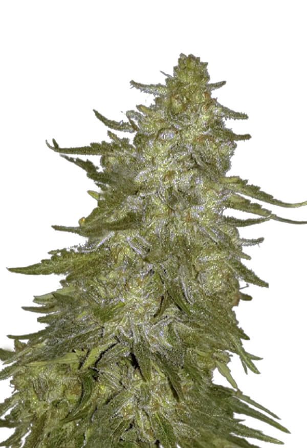 Super Hash Autoflower 5 seeds