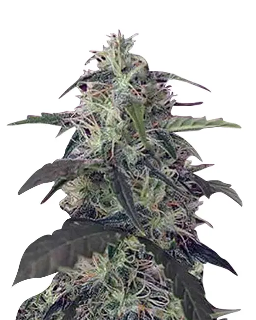 Blue Pyramid Autoflower 5 seeds