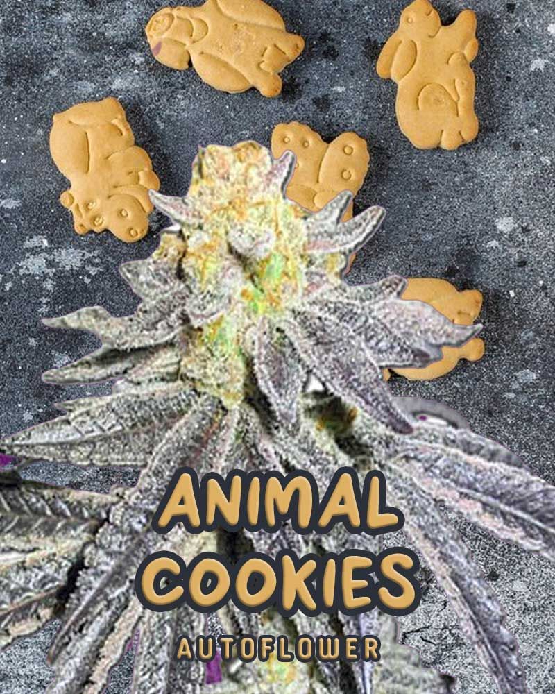 Animal Cookies Autoflower 5 seeds