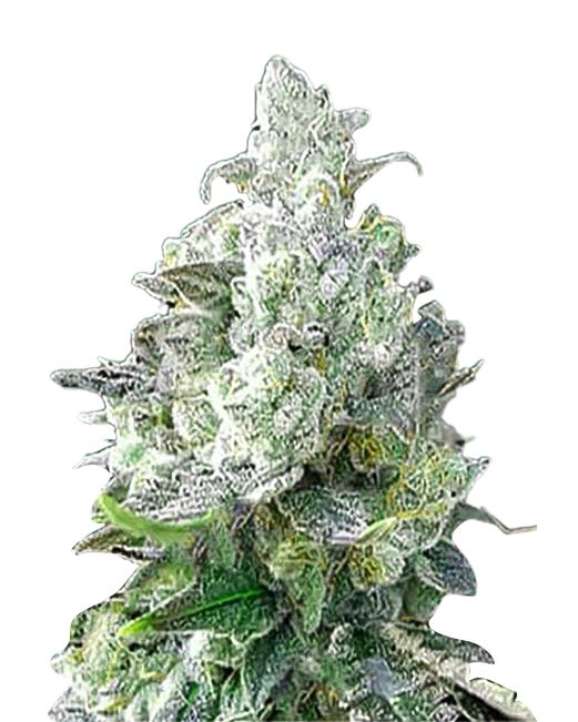 Angel OG Autoflower 5 seeds