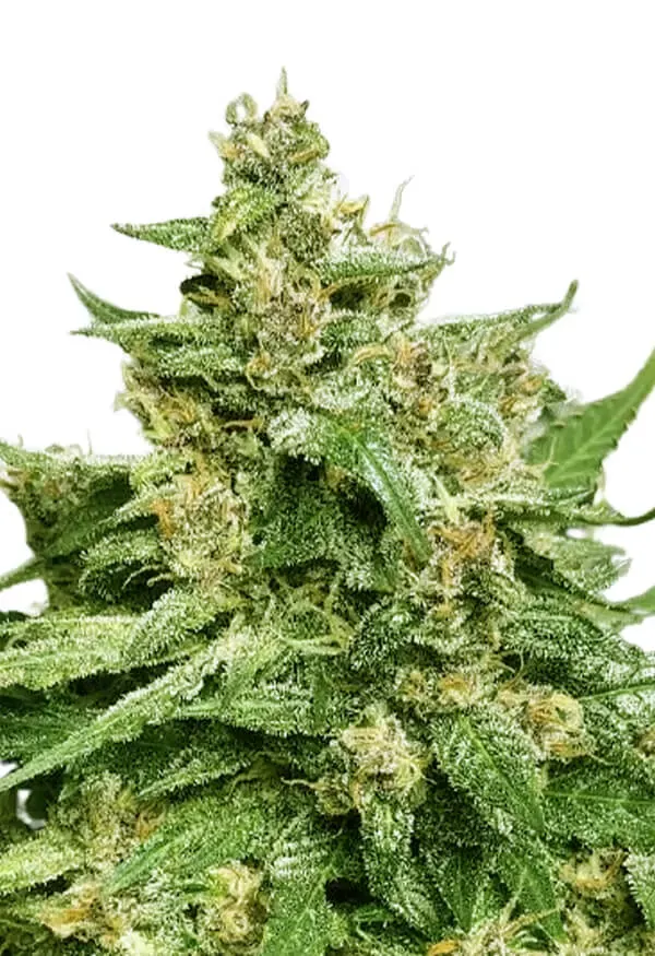 Alien Candy Autoflower 5 seeds