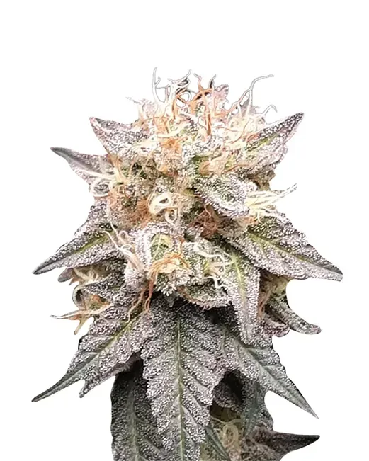 True OG (fem) 5 seeds