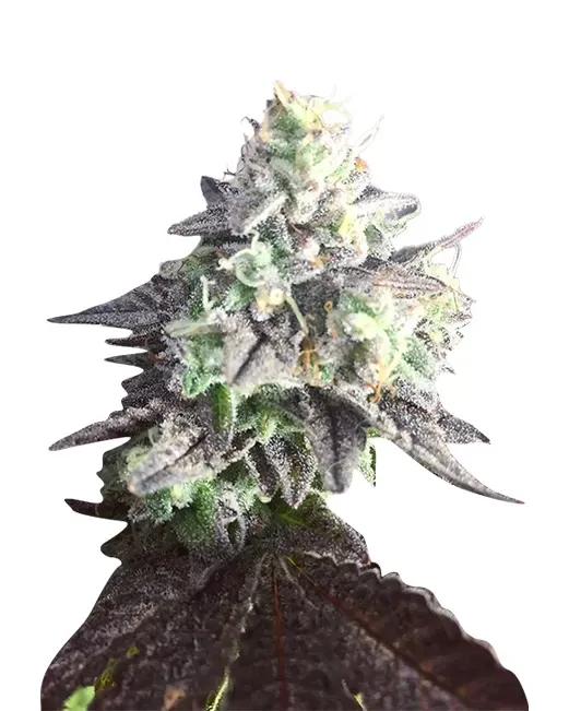 Tahoe OG (fem) 5 seeds