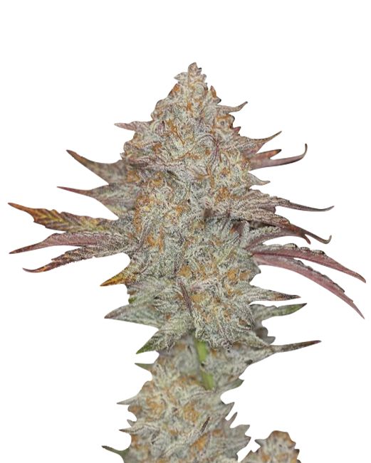 Skywalker (fem) 5 seeds