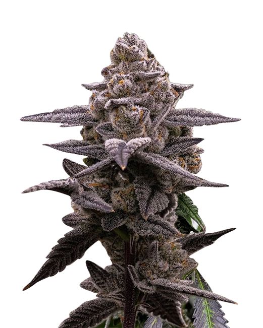 Stardawg (fem) 5 seeds