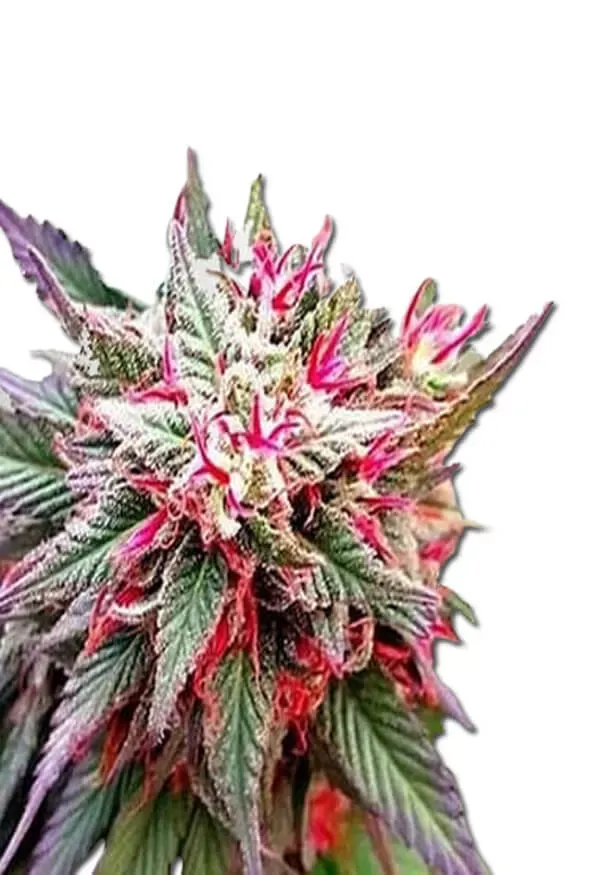 Rose Queen (fem) 5 seeds