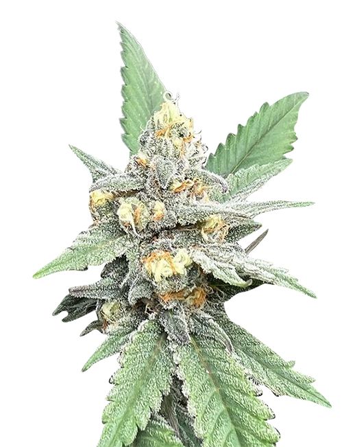 Romulan (fem) 5 seeds