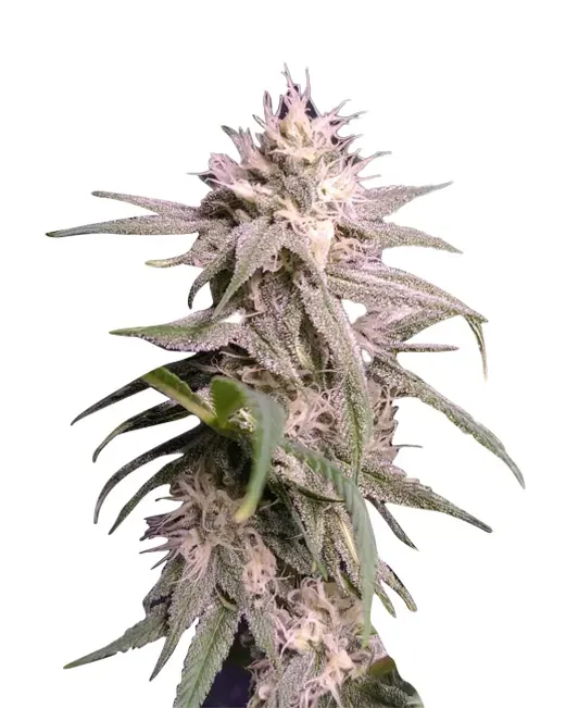 Neville&#39;s Haze (fem) 5 seeds