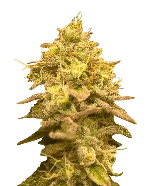 Psycho Crack (fem) 5 Seeds